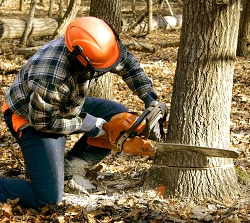 Tree Removal in Sandy Hook, MS